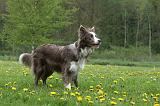 BORDER COLLIE 976